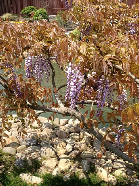 ��ת IMG_1547.jpg