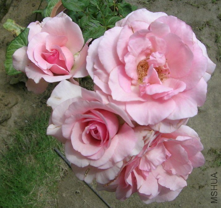 attachment.cgi(2).jpg