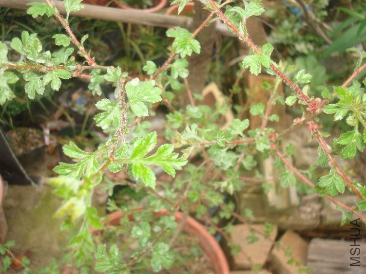 DSC05105.JPG