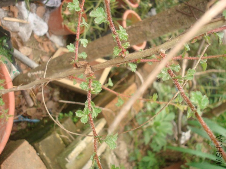 DSC05106.JPG