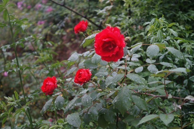 DSC01717.JPG