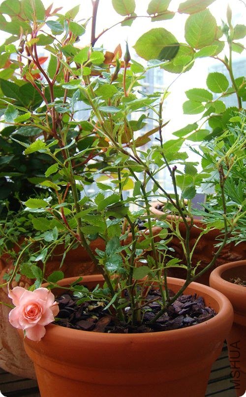 Ҷ�Ӻ����͵ĸо�����Ŷ