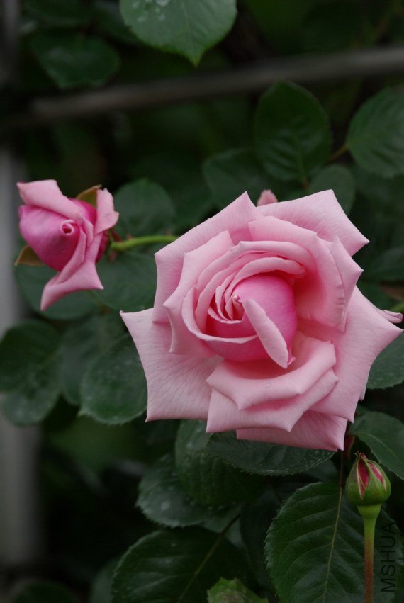 20080518_rose-hagoromo_k10d_3271.jpg