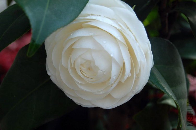 DSC_01070107.JPG