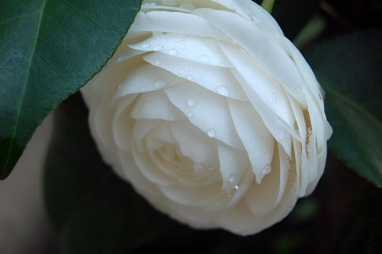 DSC_01090109.JPG