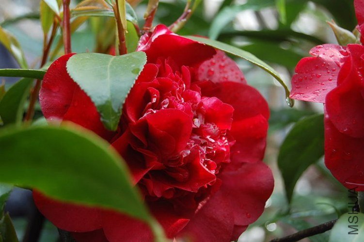 DSC_01890189.JPG