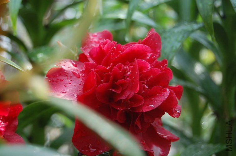 DSC_01820182.JPG