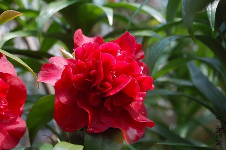 DSC_02580258.JPG