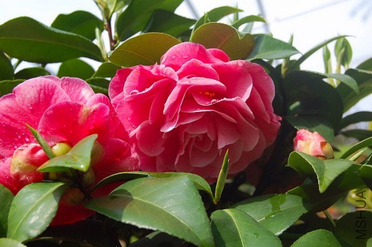 DSC_01470147.JPG