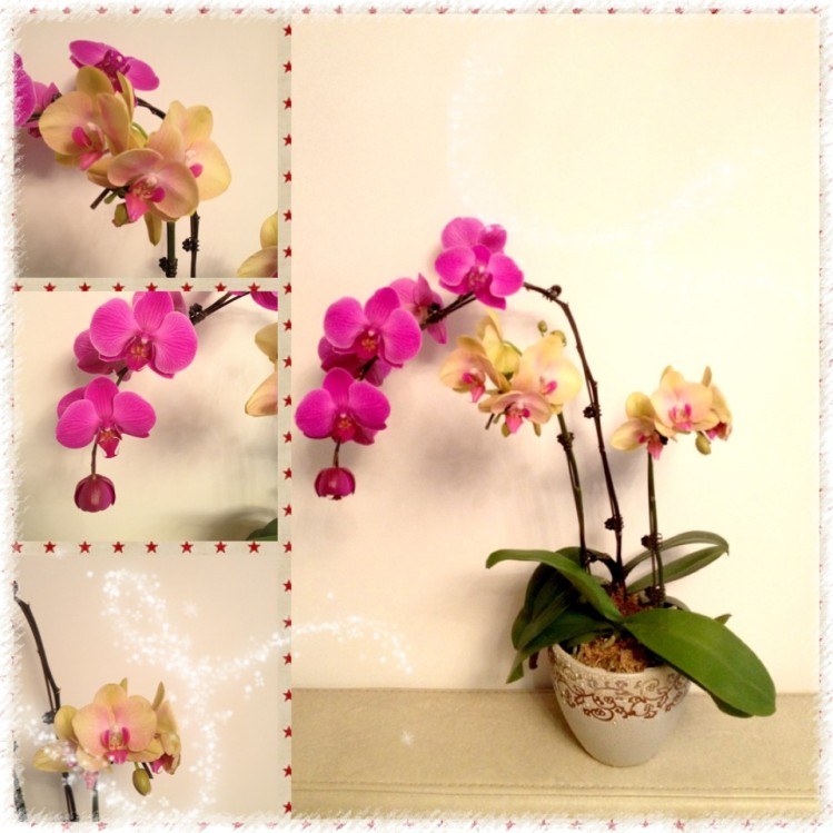 ��ò�ĺ�����