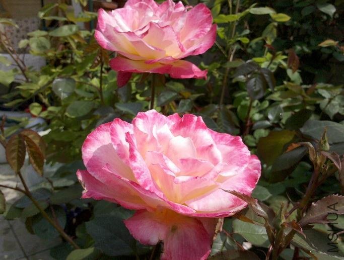 ����10 ���ˣ�ζ��������.JPG