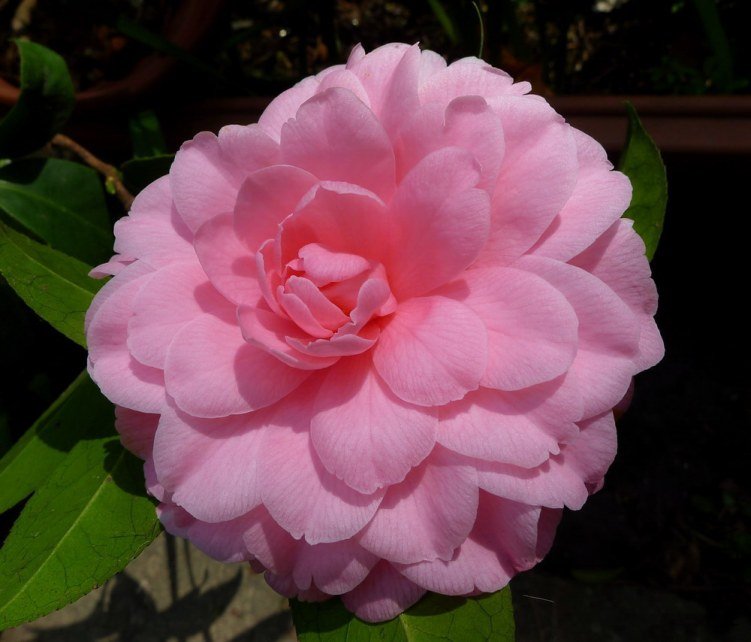 P1860510.jpg