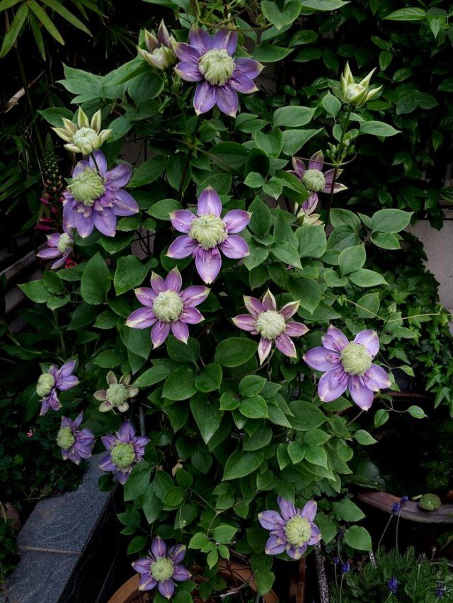 20130409_063648.jpg