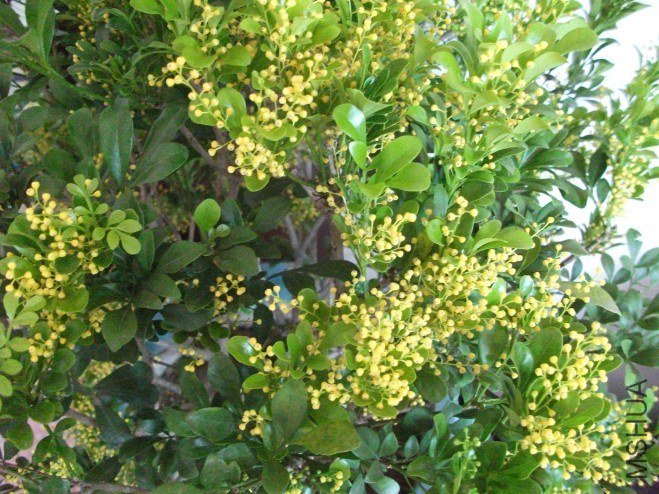 conew_��Ƭ 002.jpg