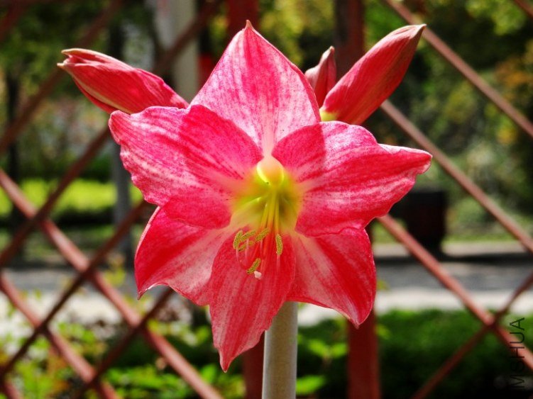 DSC00345_conew1.jpg