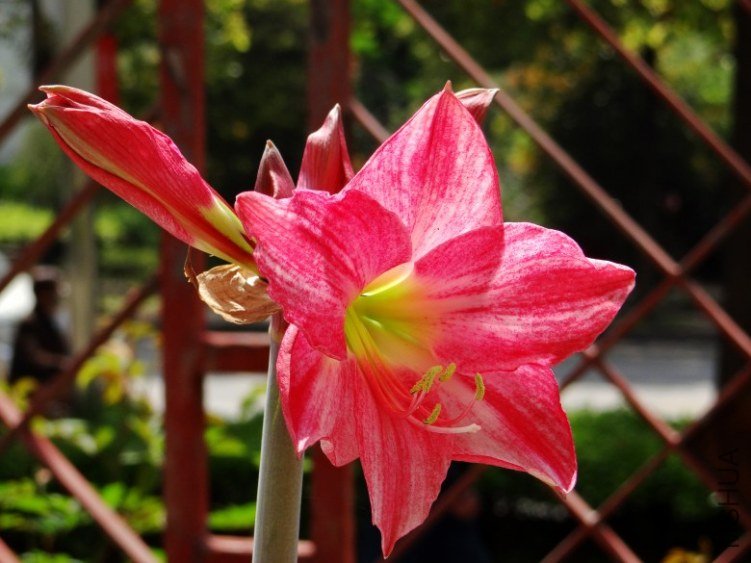 DSC00346_conew1.jpg