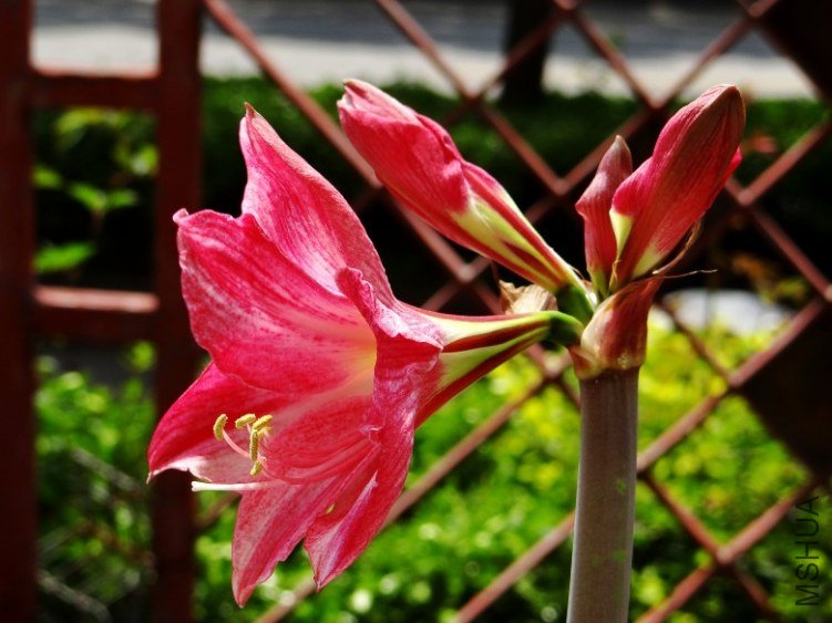 DSC00351_conew1.jpg