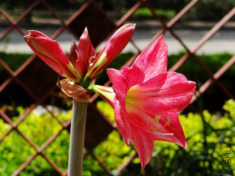 DSC00347_conew1.jpg