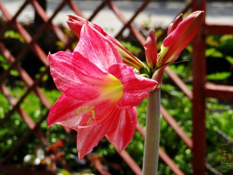 DSC00354_conew1.jpg