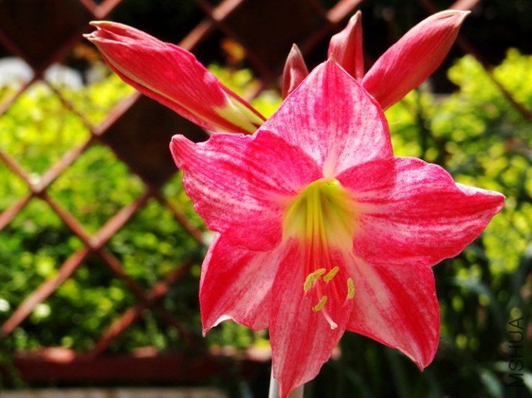 DSC00360_conew1.jpg