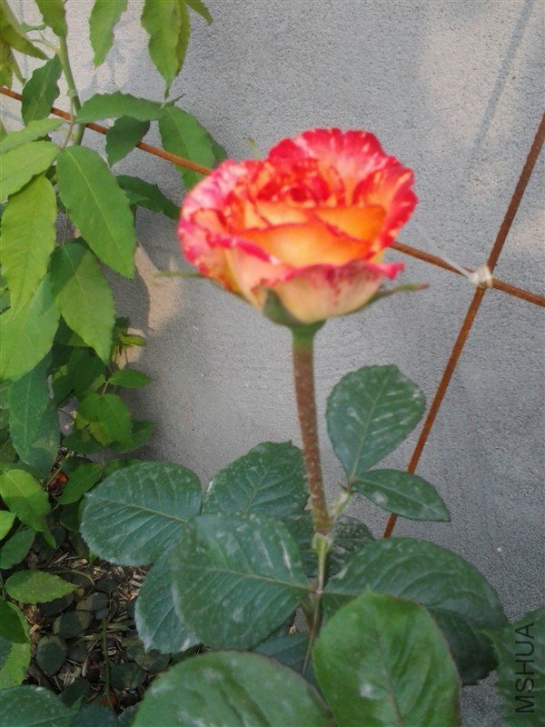0401a.jpg