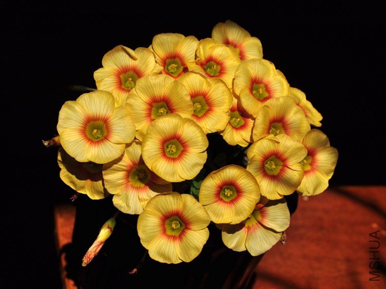 DSC_7064.jpg