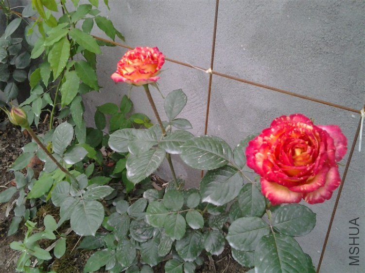 0402a.jpg