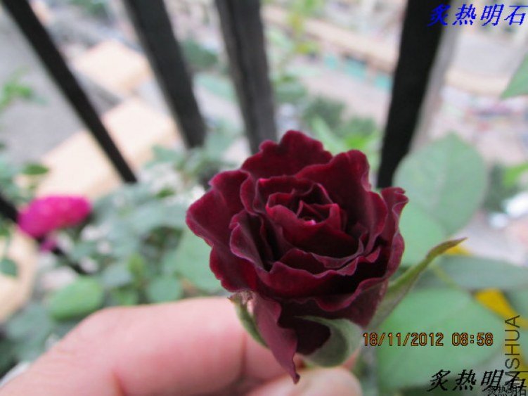 IMG_0055_nEO_IMG.jpg