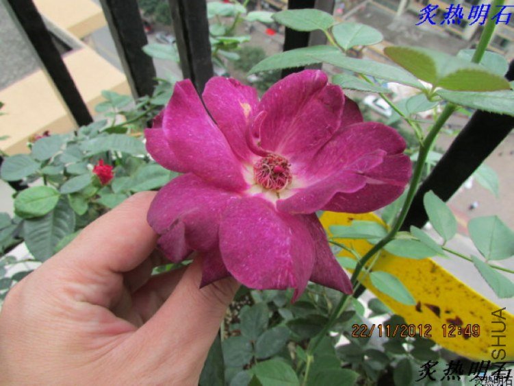 IMG_0195_nEO_IMG.jpg
