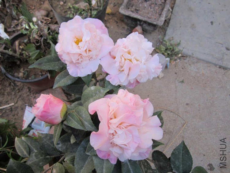 IMG_5755.jpg