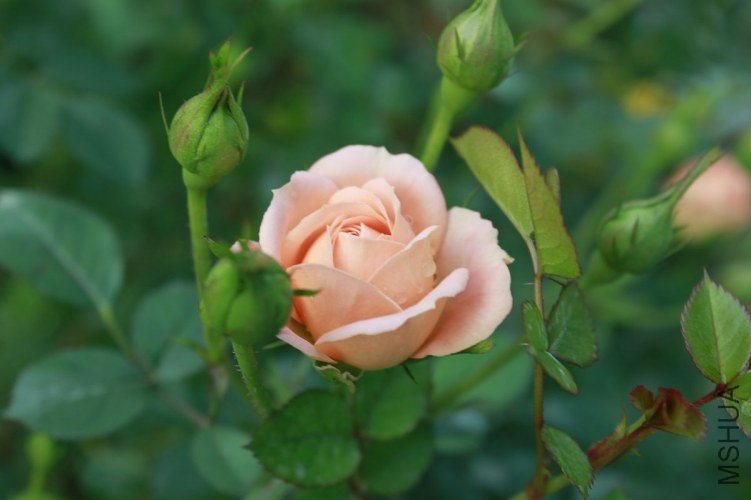 nEO_IMG__MG_5390.jpg
