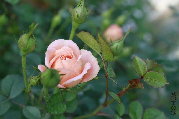 nEO_IMG__MG_5391.jpg