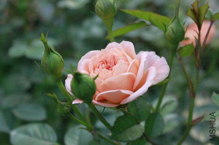 nEO_IMG__MG_5401.jpg