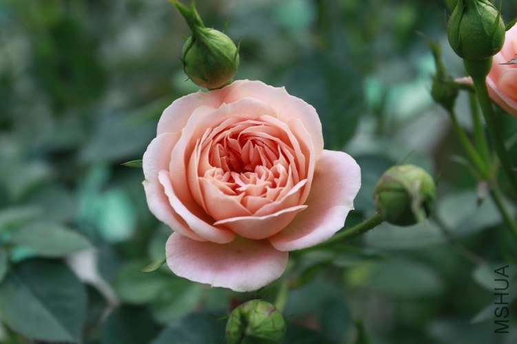 nEO_IMG__MG_5409.jpg