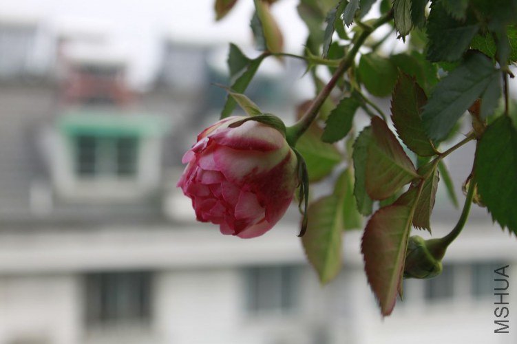 nEO_IMG__MG_5404.jpg