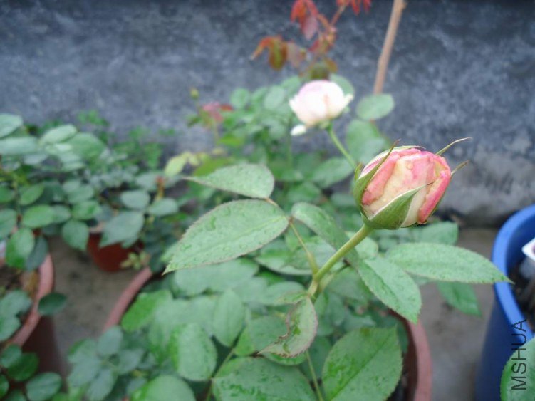DSC03959.JPG