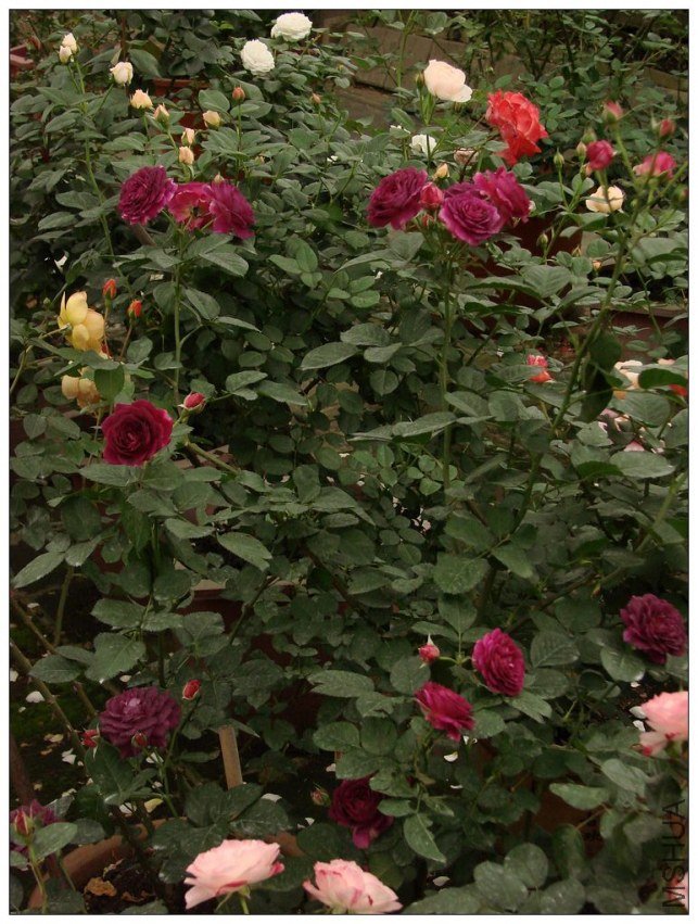 ����֮��