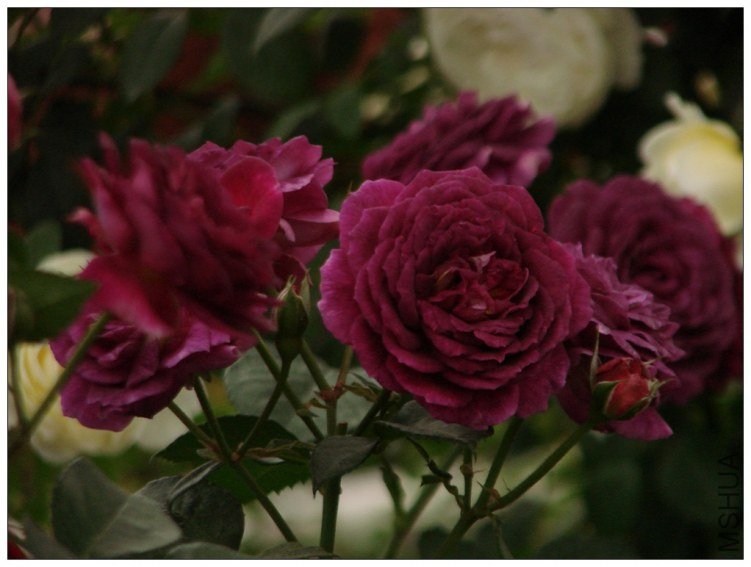 ����֮��