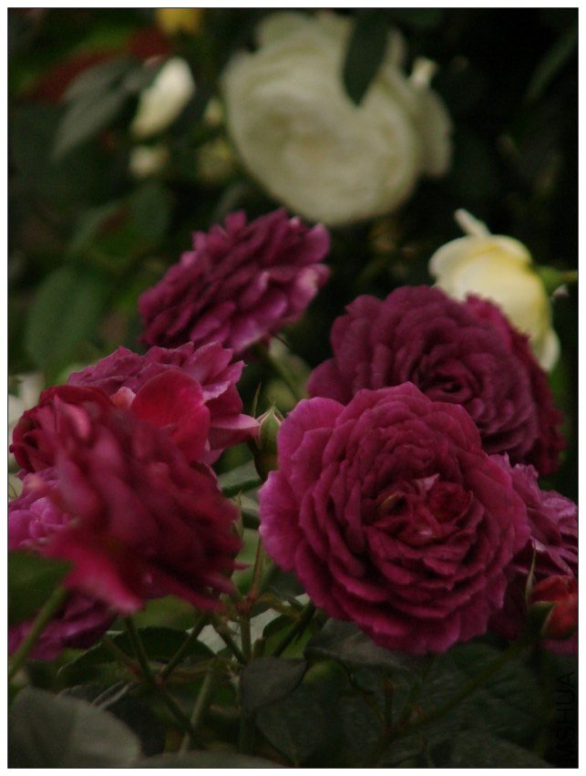 ����֮��