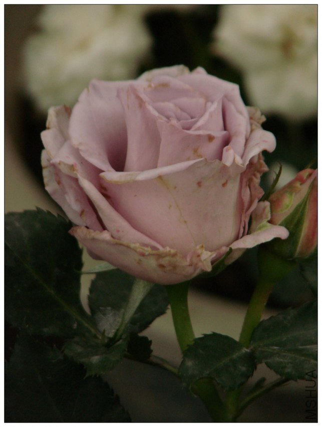 ������ҧ���˵�С��