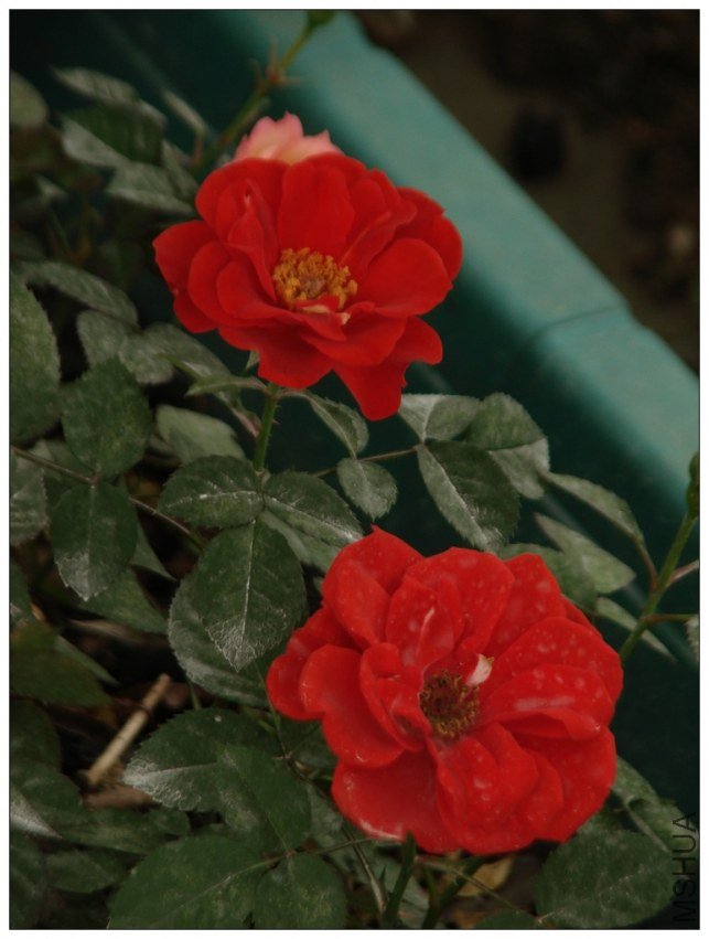 ��ú����Ĳ�֪��΢��