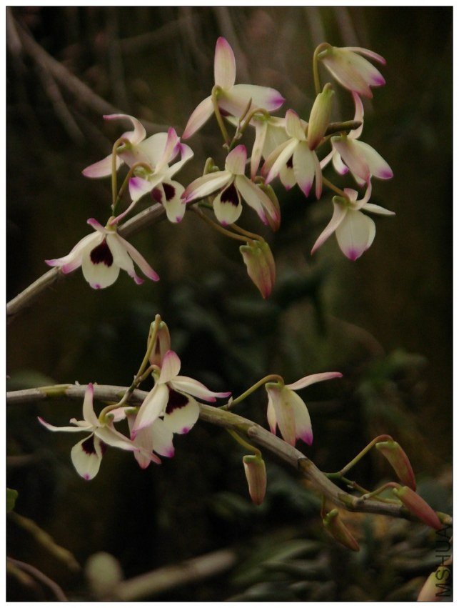 ����ʯ��