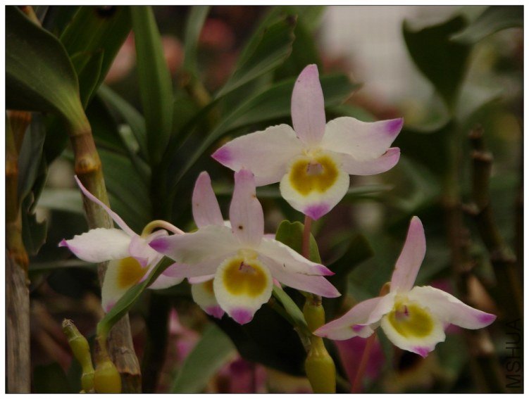 ����ʯ��