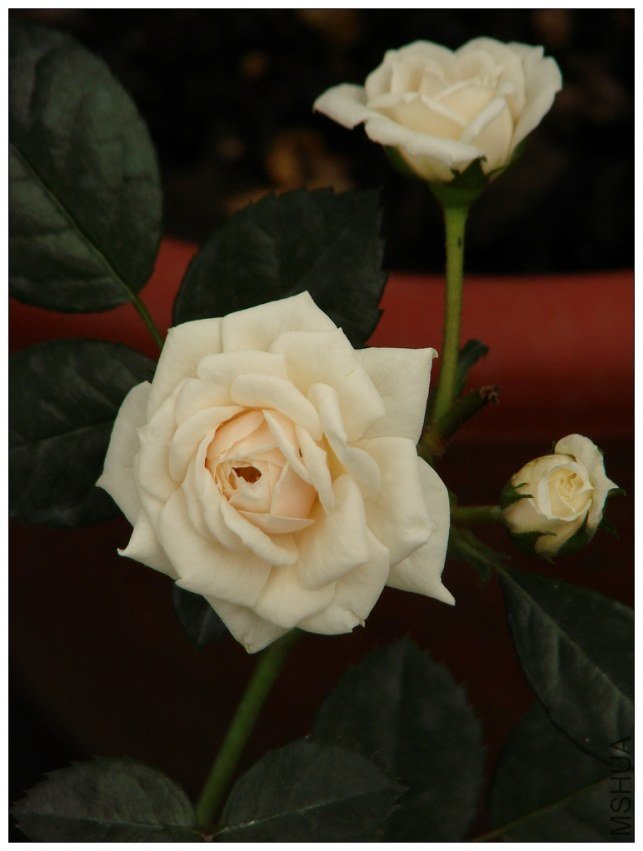 ���������ʿ