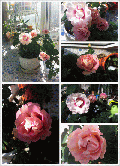 IMG_1601.PNG