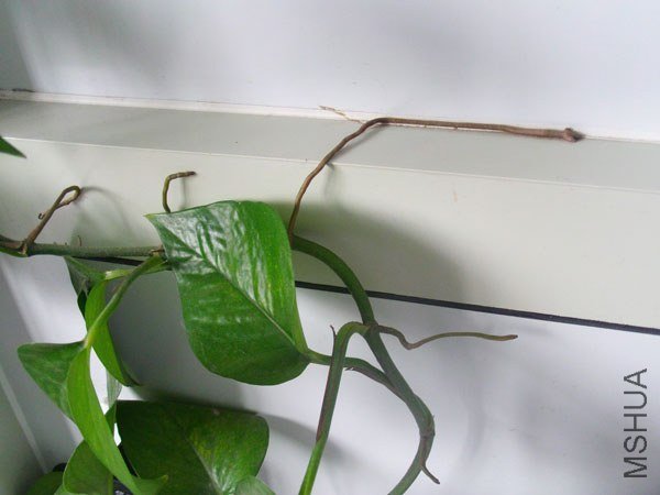 С����ץ��ǽ��