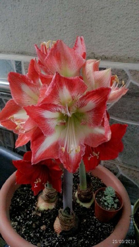 ����ȸ20130325 .jpg