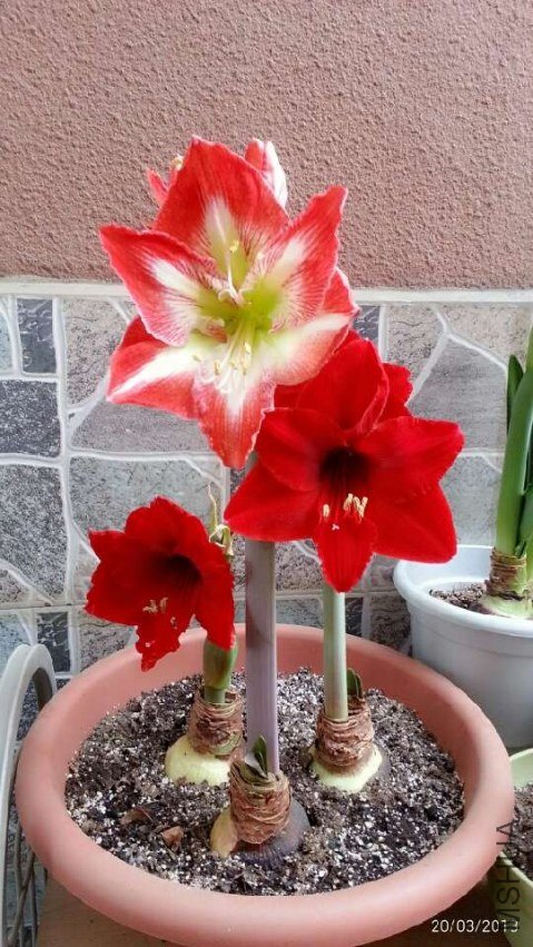 ����ȸ20130320 .jpg