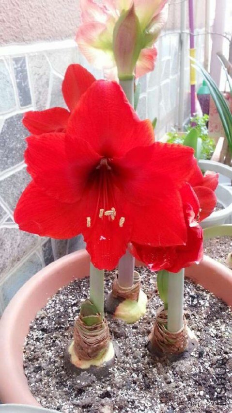 �����ʨ20130320-.jpg
