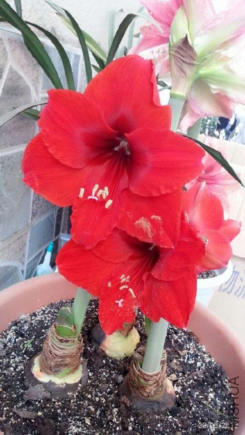 �����ʨ20130323-.jpg
